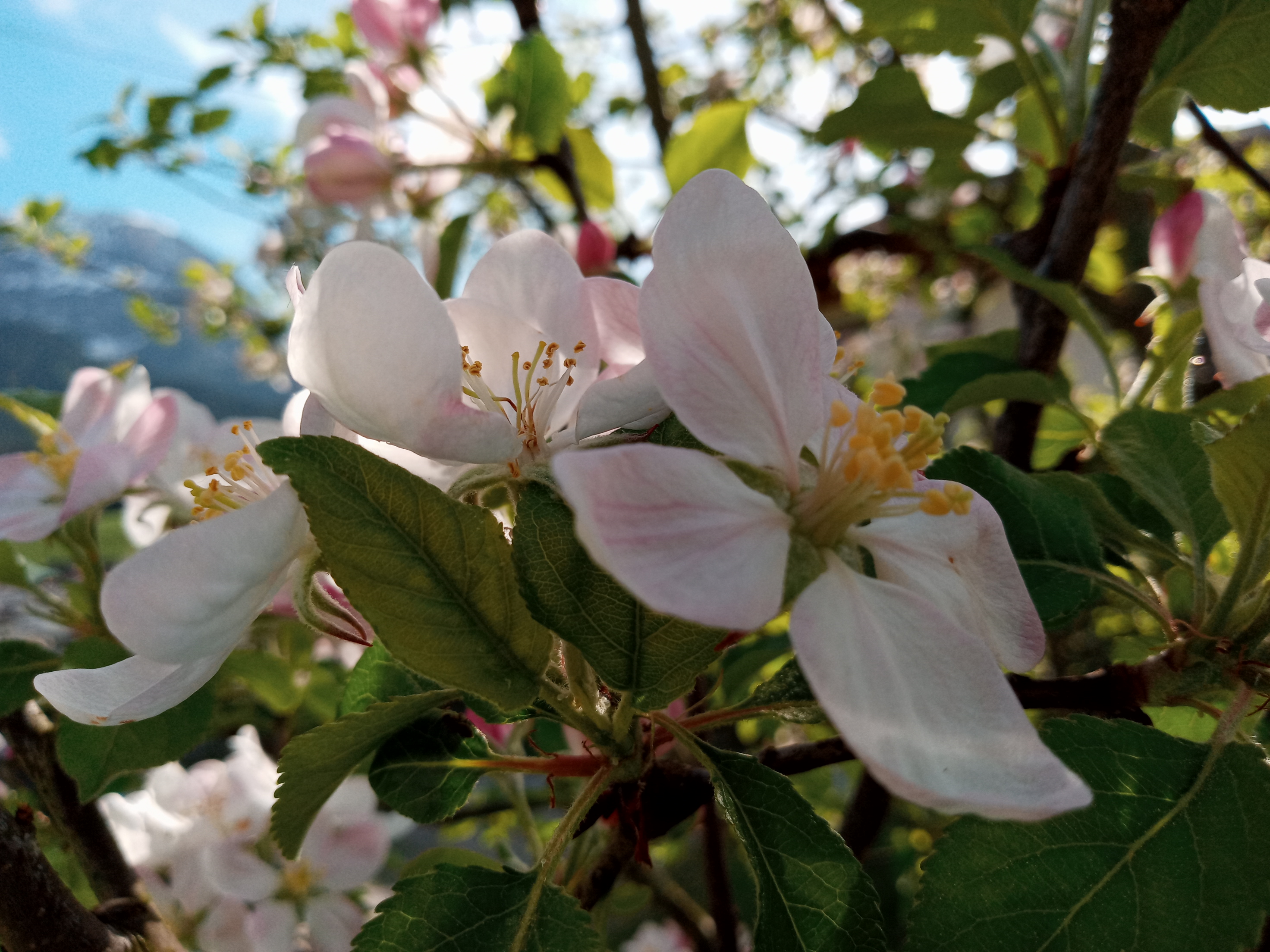 Unsere blühenden Obstbäume Blumen thumbnail