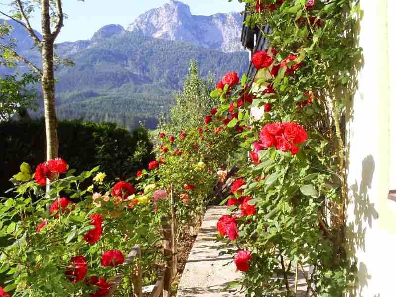 rosengarten thumbnail